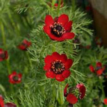 Adonis Seeds (Adonis aestivalis) for a lasting display in the flower beds and cottage gardens