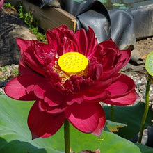 Pink and Red Peony Seeds for gardeners building out beds and borders