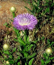 Plant Seeds (American basketflower) for colorful blooms in the garden beds or ornamental pots