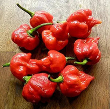 Trinidad Scorpion Moruga Pepper Seeds prized among growers for extremely Hot Peppers