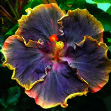 Hibiscus Hibiscus Rosa-Sinensis Dark Light Purple Seeds prized for tropical Decorative Use
