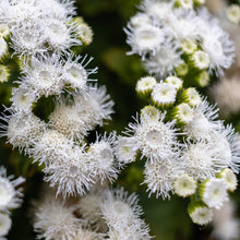 Ageratum Ageratum Mexicanum White Seeds prized for seasonal Displays