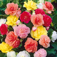 Begonia Seeds (Begonia semperflorens) for growers filling out the shaded garden pots or indoor containers