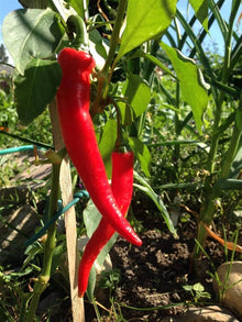 Chili Pepper Seeds (Capsicum annuum) for a reliable harvest in the Red Pickled Bubble Hot in Kitchen Garden