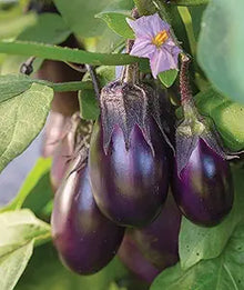 Eggplant Seeds (Solanum melongena) for productive rows in the Vegetable Patch & Garden