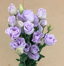 Lisianthus Eustoma Grandiflorum Blue Echo Seeds grown for backyard Cut Flowers