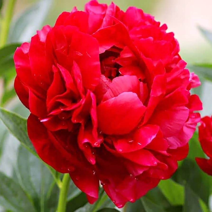 Peony Paeonia lactiflora flower seeds for planting in backyard gardening and borders - for planting in home garden