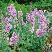 Delphinium Elatum Pink Mix Seeds for growers filling out the Flower Borders Home Garden