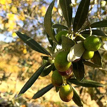 European Olive (Olea europaea) fruit seeds for bonsai garden planting