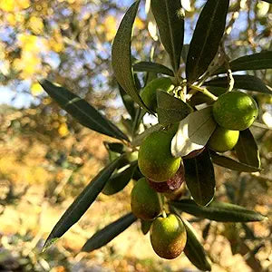 European Olive (Olea europaea) fruit seeds for bonsai garden planting