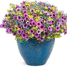 Calibrachoa Petunia Calibrachoa spp for planting in flower bed