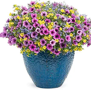 Calibrachoa Petunia Calibrachoa spp for planting in flower bed