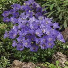 Bellflower Seeds for a lasting display in the Campanula bed rock garden