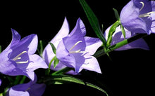Bellflower Campanula Carpatica Tussock Purple Blue Seeds for growers filling out the Containers