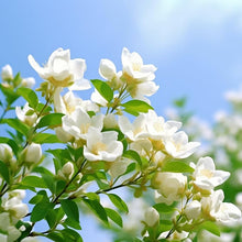 Arabian Jasmine Seeds (Jasminum sambac) for a bright addition to the Garden
