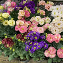 Lisianthus Eustoma Grandiflorum Sapphire Mix Seeds for a bright addition to the Garden Bouquets