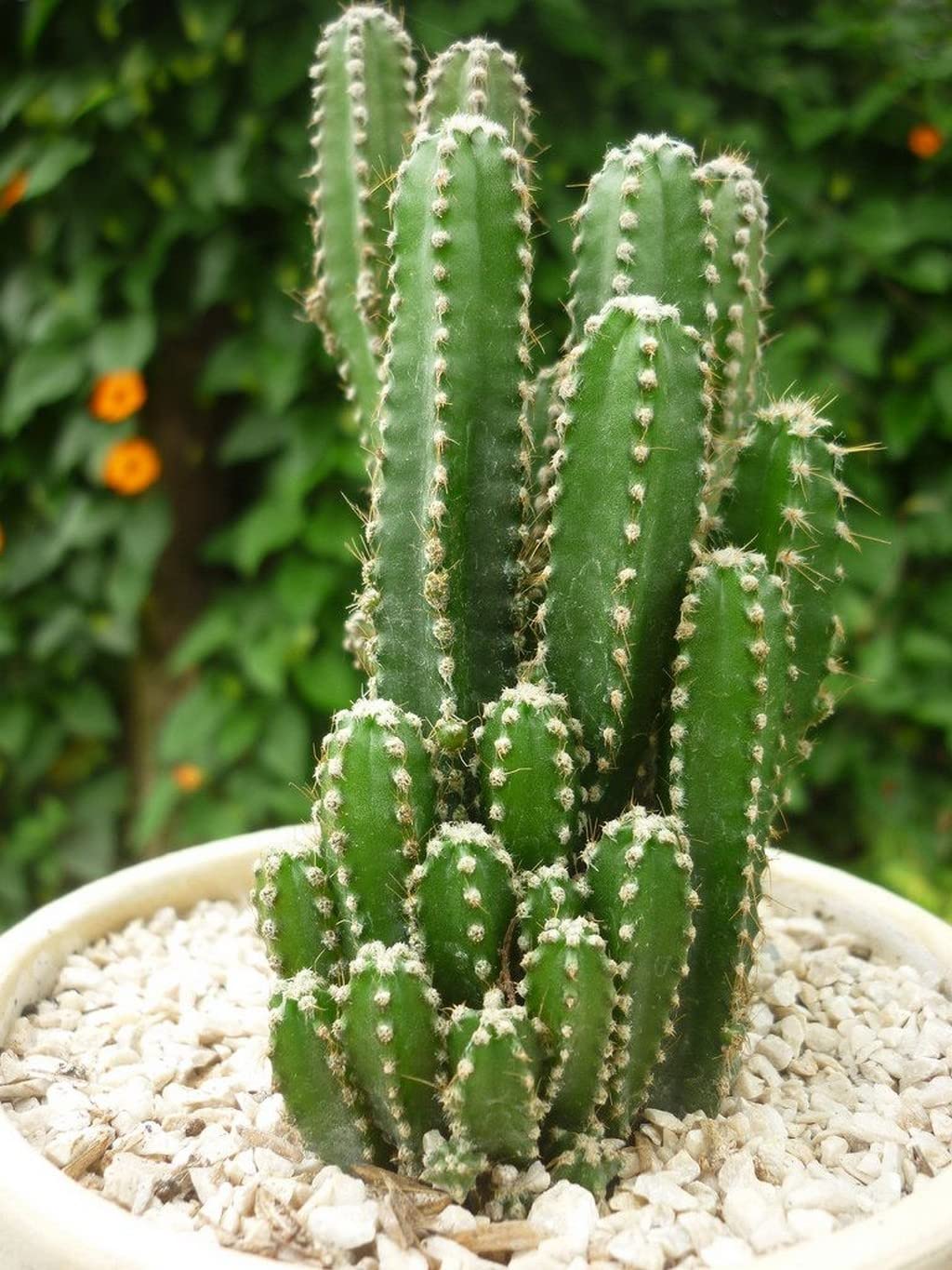 Peruvian Apple Cactus Cereus repandus for planting in pots