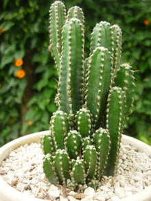 Peruvian Apple Cactus Cereus repandus for planting in pots