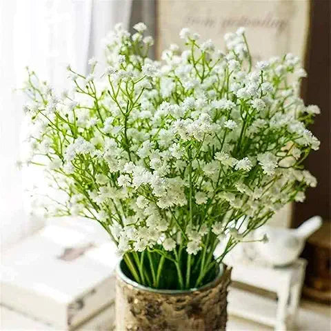 Iris Blume Rare Easy Grow Plant - for planting in home garden