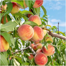 Peach Seeds for a sweet addition to the home orchard