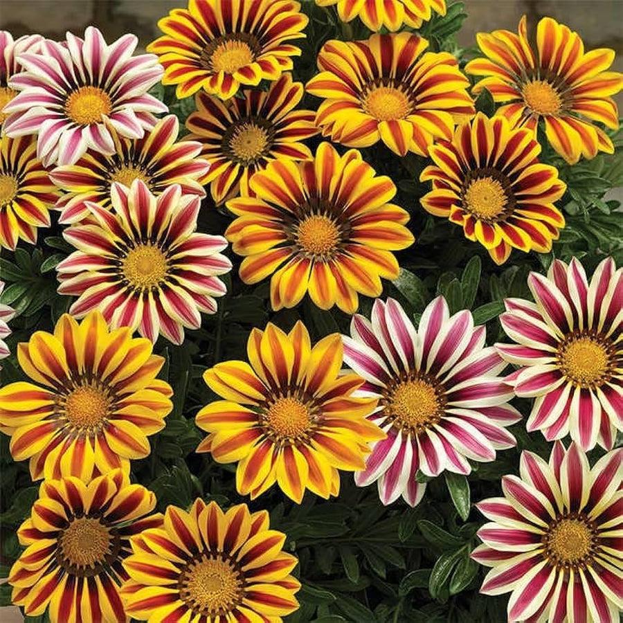 Gazania Gazania Rigens flower seeds for planting in backyard borders and rock garden areas - for planting in home garden