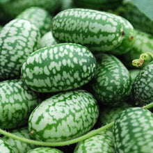 Mini Pepquino Watermelon Seeds (Citrullus lanatus) for productive rows in the vegetable patches and edible landscapes