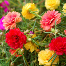 Purslane Flower for planting