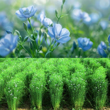 Flaxseed Seeds for colorful blooms in the Balcony Flower Bed