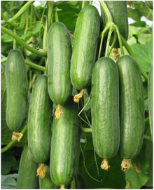 Beit Alpha Cucumber Seeds for growers stocking a kitchen garden