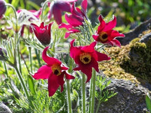 Anemone Pulsatilla Samen ~ red Bell (PasqueFlowers) Samen Stauden Seeds for growers seeking a long-blooming display