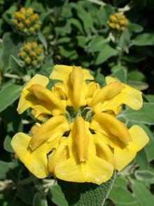 Jerusalem Sage Seeds (Phlomis fruticosa) for a flavorful crop in the Herb Garden & Vegetable Patch