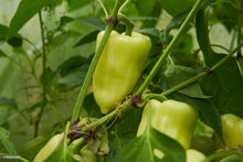 Mixed Sweet Bell Hot Pepper Seeds for home growers seeking a reliable harvest