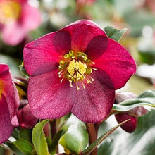 Hellebore Seeds (Helleborus spp.) for growers filling out the Flower Bed & Garden
