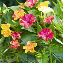 Annual Four O'Clock Flower - Mirabilis Jalapa Mix Marvel Seeds for gardeners building out beds and borders