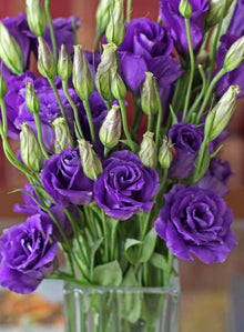 Lisianthus Eustoma Grandiflorum Purple Shade Flower Seeds for Planting – Suitable for Home Garden and Cut Flower Beds