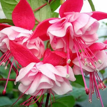 Double Pink Fuchsia Seeds for a colorful addition to any planting