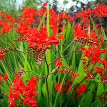 Queen Anne Agapanthus (Agapanthus spp.) for elegant garden displays