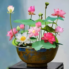 Loto Flower Nelumbo Nucifera Seeds for planting in flower bed