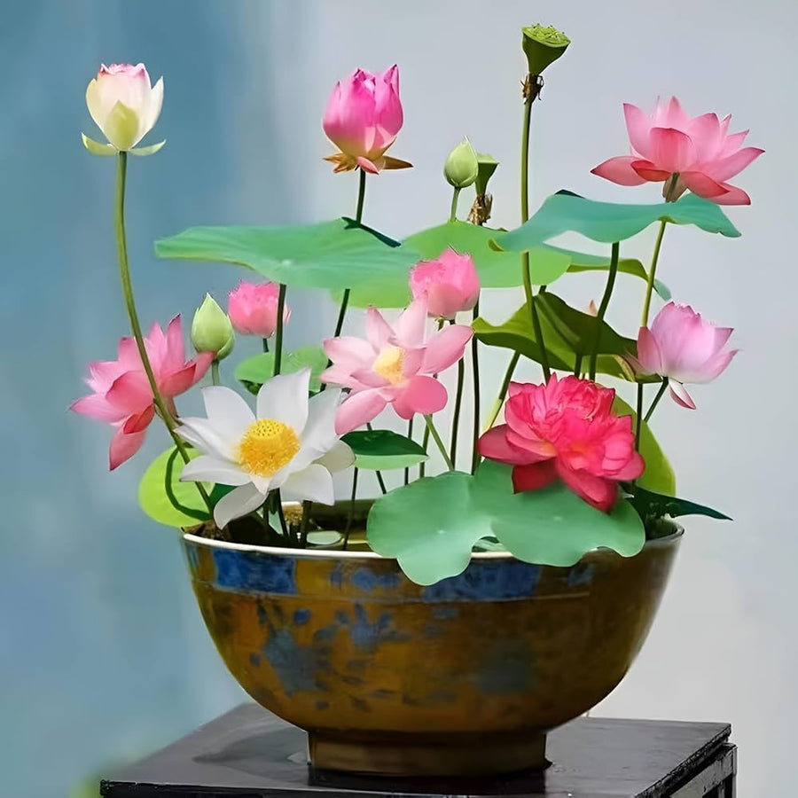 Loto Flower Nelumbo Nucifera Seeds for planting in flower bed