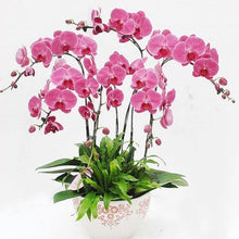 Hydroponic Phalaenopsis Orchid Plant Seeds for gardeners building out beds and borders