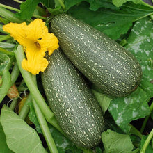 Gray Zucchini Heirloom Seeds for a reliable harvest in the Gourmet Squash Garden