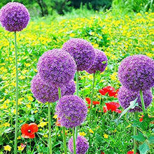 Allium Seeds for growers seeking a long-blooming display