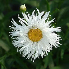 Daisy Bellis Perennis Crazy Mixed Seeds for growers filling out the Seasonal Containers