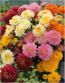 Chrysanthemum Chrysanthemum Morifolium Bonsai Seeds for growers establishing the Balcony Borders