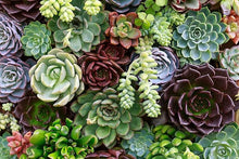 Rare Clovanty Seeds for long-term planting in the yard