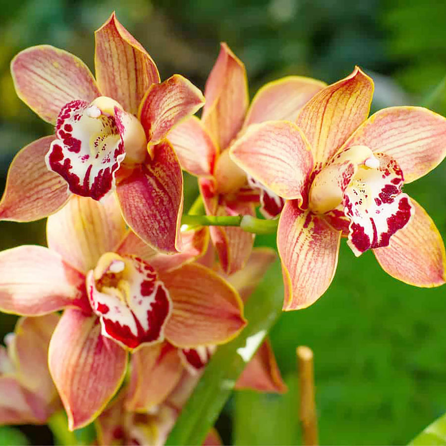 Green Cymbidium Orchid ��������� Cymbidium spp. ��������� for ornamental planting