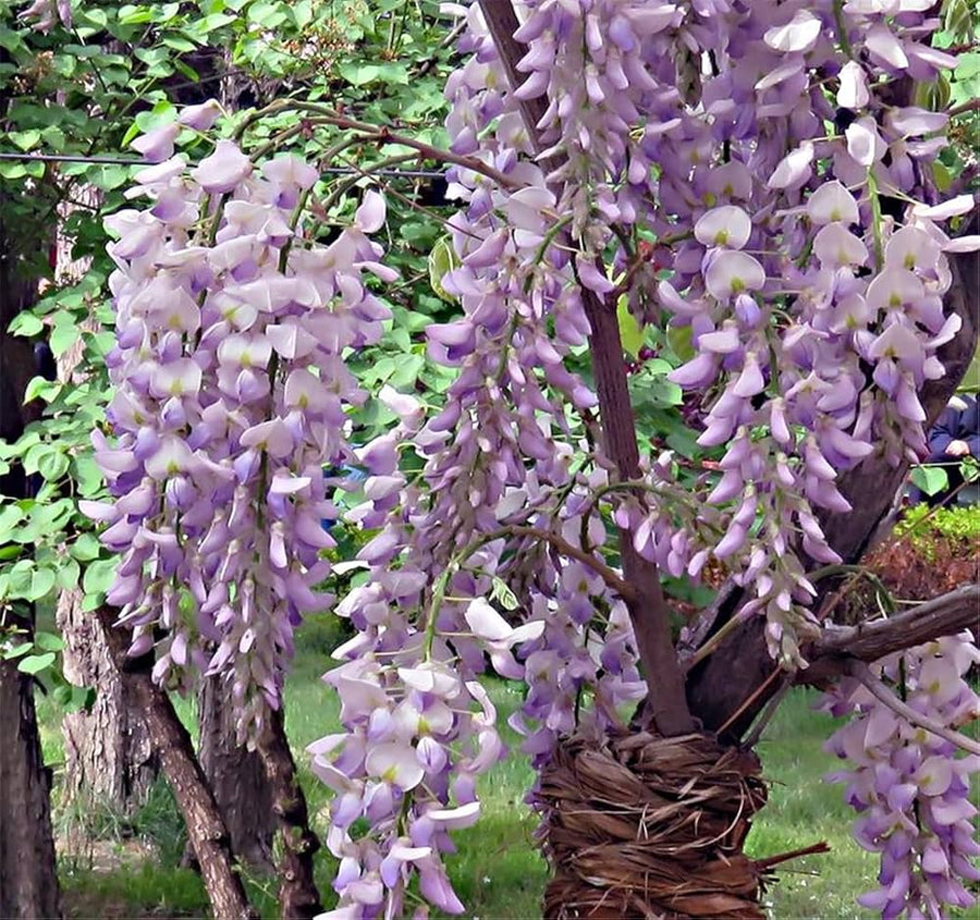Mini Wisteria sinensis bonsai seeds for ornamental flower garden