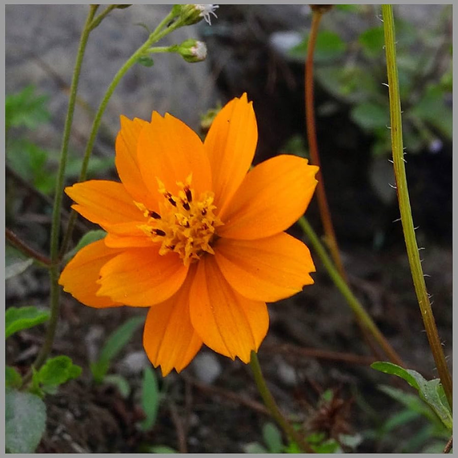 Aster Callistephus chinensis flower seeds