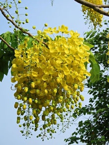 Golden Chain Tree Yellow Flower Seeds