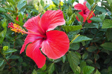Mini Ballerina Hibiscus Seeds (Hibiscus rosa-sinensis) for colorful blooms in the flower beds and tropical gardens